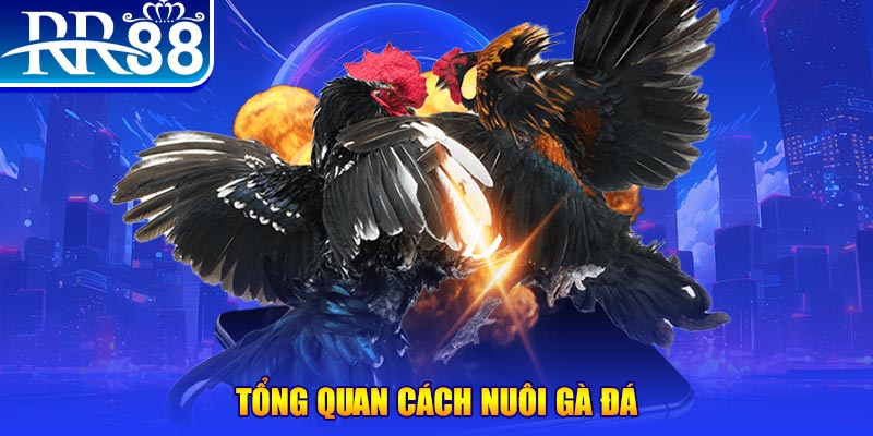 tk88 xổ số thứ ba