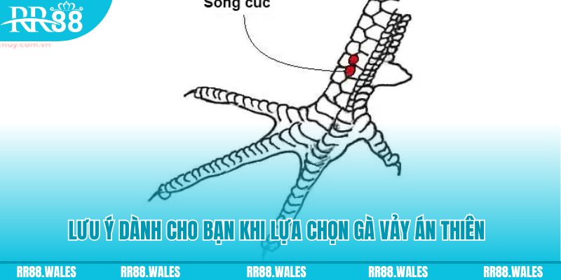 tk88 xổ số khánh hòa